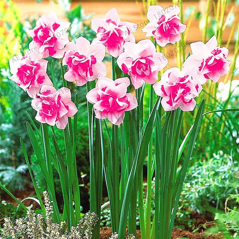 Double Petal Daffodil Bonsai Seeds - Aquatic Plant Seeds for Home Garden Planting