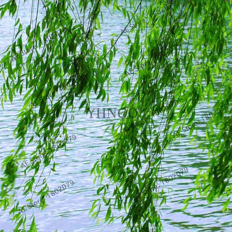 Potted Willow Tree Seeds - Salix babylonica, Fast-Growing Green Tree for Home Garden Planting