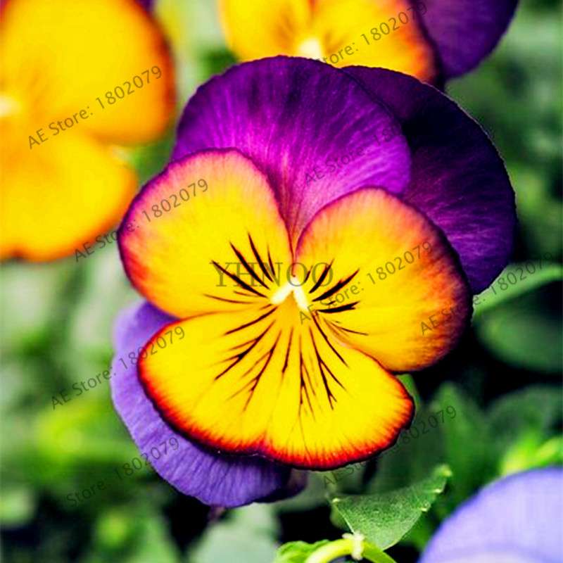24 Colors Wavy Pansy Seeds - Viola Tricolor for Indoor Bonsai & Home Garden Planting