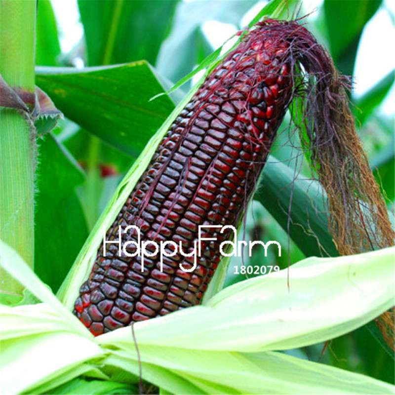 Organic Black Waxy Corn Seeds - Non-GMO Garden Vegetable Seeds for Home Planting, Healthy & Delicious