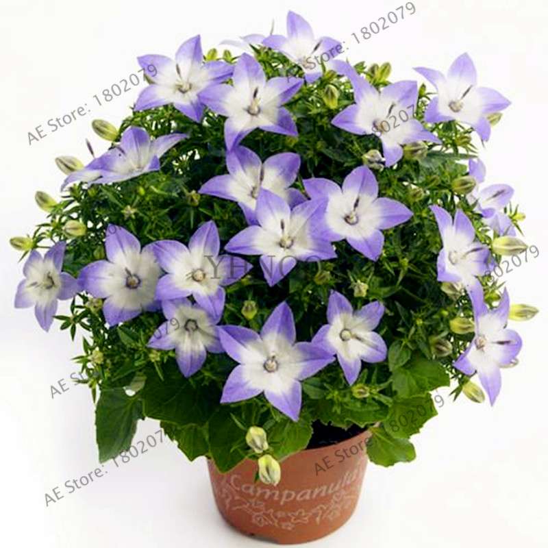 Rare Campanulaceae Flower Seeds - Easy to Grow Indoor/Outdoor Potted Plants for Home & Garden