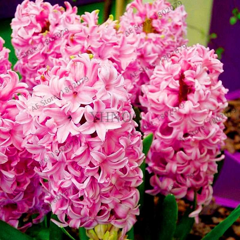 Hyacinth Seeds for Planting - Fragrant Potted Bonsai Flowers, Home Garden Blooming Bulbs