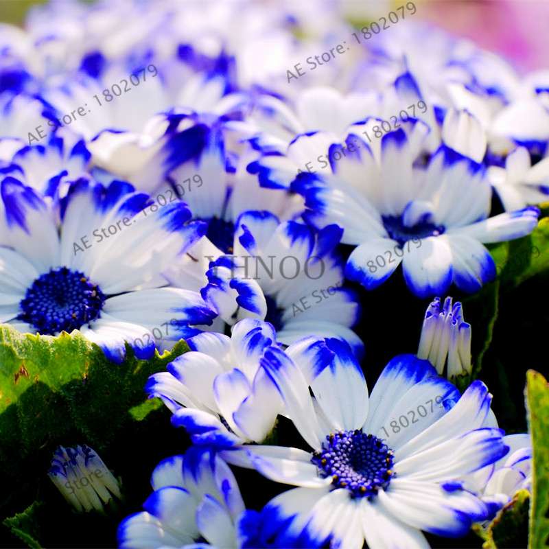Cineraria Flower Seeds - 23 Colorful Bonsai Varieties for Home & Garden DIY Planting