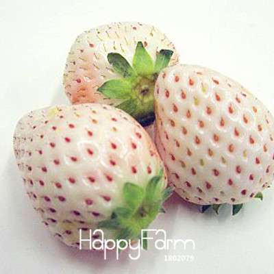 White Strawberry Seeds - Fresh, Sweet & Easy to Grow for Home Garden