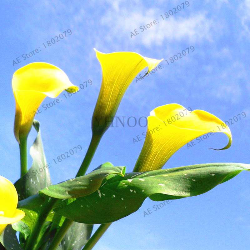 Rare Mixed Color Calla Lily Seeds - Beautiful Bonsai Flowers for Home Garden & Backyard Planting