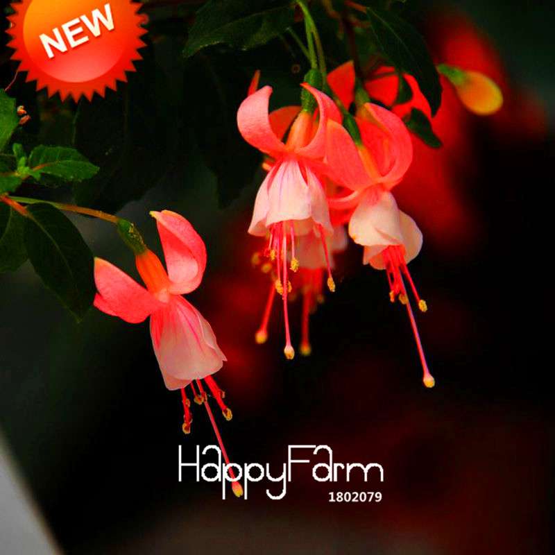 White Fuchsia Flower Seeds - Vibrant Hanging Potted Plants for Home & Garden | Fast-Growing