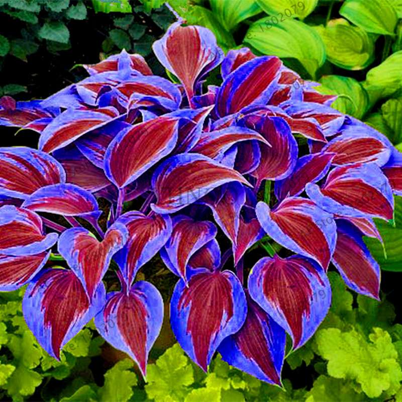 Hosta Seeds - Perennial Shade-Loving Lily Flower Plants for Home & Garden | Fast-Growing & Easy Care