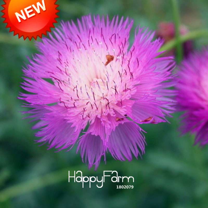 Buy Purple Cornflower Seeds - Scented Centaurea Cyanus for Balcony & Potted Plants | Fast US Shipping