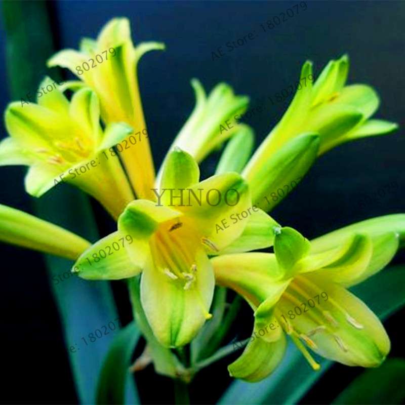 Chinese Clivia Seeds - Exotic Bonsai Flower for Home & Garden | Fast-Growing, Beautiful Blooms