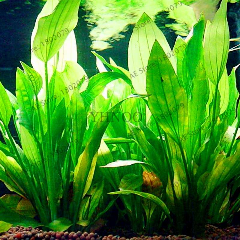 Mixed Aquarium Plants Seeds - Fish Tank Decor, Live Water Grass for Aquatic Plant Lovers