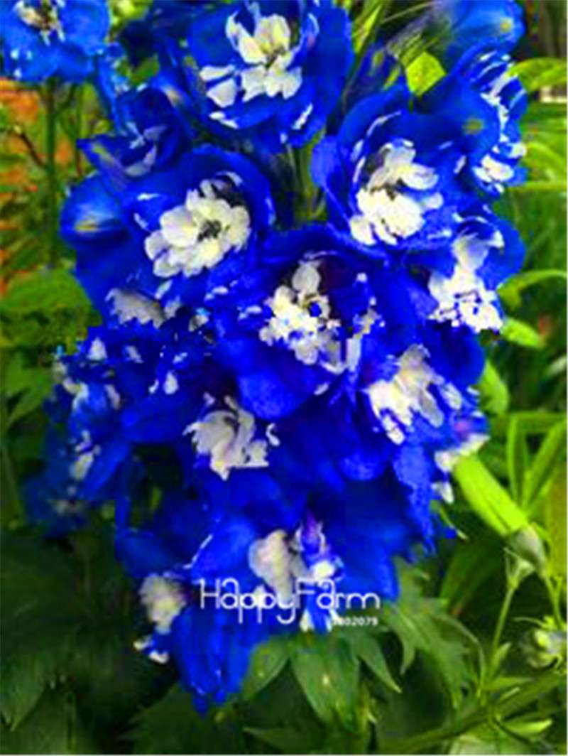 Rocket Larkspur Seeds - Easy-Grow Delphinium Flowers for Home Garden & DIY Potted Bonsai