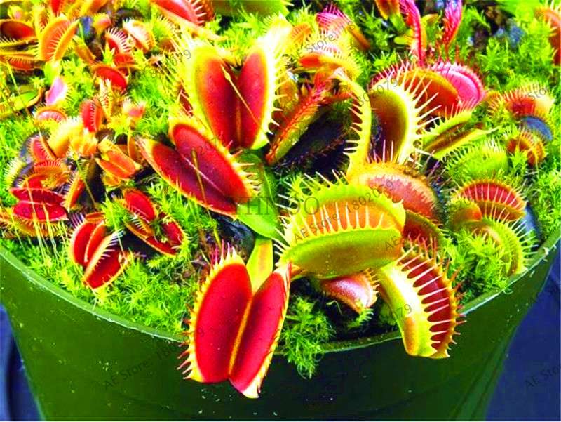 Flytrap Seeds - Carnivorous Dionaea Muscipula for Bonsai & Garden | Fast-Growing Potted Plant