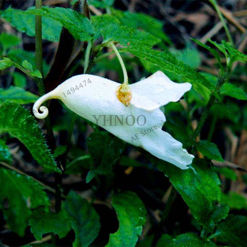 Rare Japanese Colorful Parrot Orchid Seeds - Exotic High-Grade Bonsai & Blooming Plants for Sale