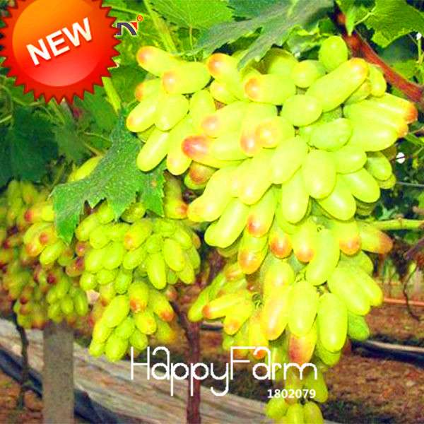 Rare Green Finger Grape Seeds - Sweet Natural Fruit, Home Gardening, Non-GMO