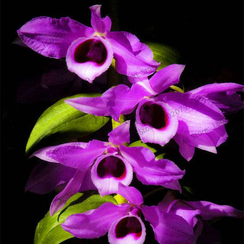 Rare Dendrobium Orchid Seeds - Perennial Indoor & Outdoor Balcony Office Plants