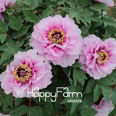 25-Color Chinese Peony Seeds - Grow Stunning Bonsai & Potted Flowers| Authentic & Easy to Plant