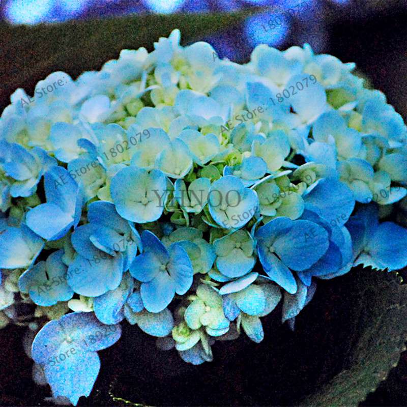 Hydrangea Seeds - Perennial Flowers for Wedding, Party, Home & Garden | Easy Grow Beautiful Blooms