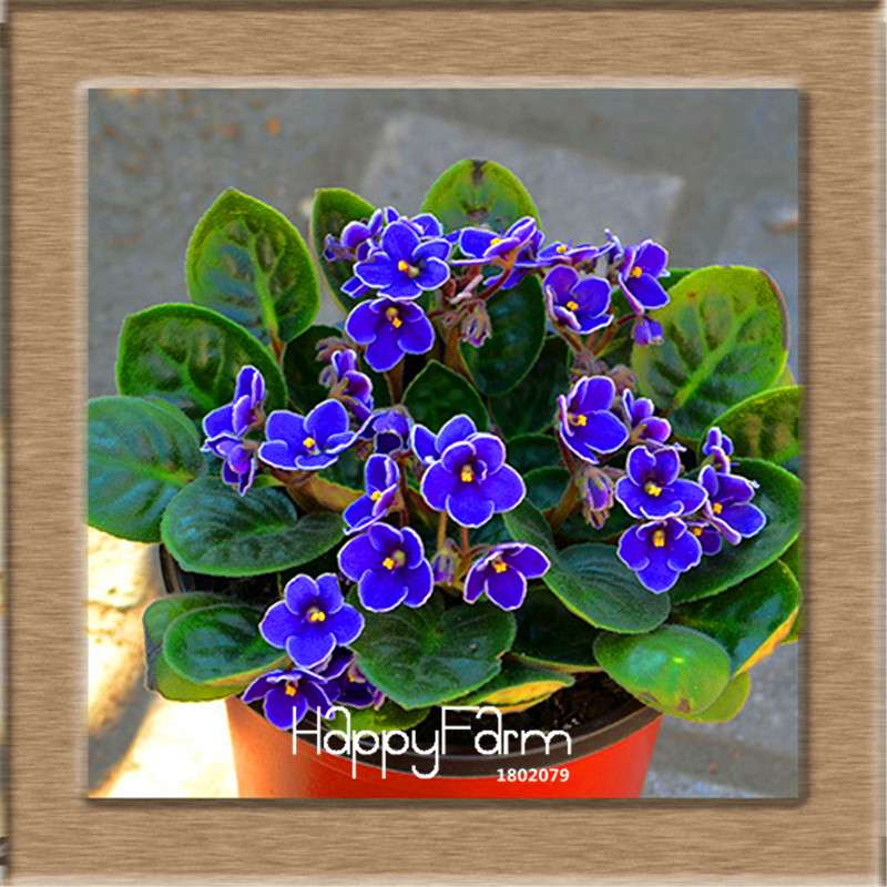 Colorful Violet Seeds for Garden - Perennial Matthiola Incana Flower Seeds