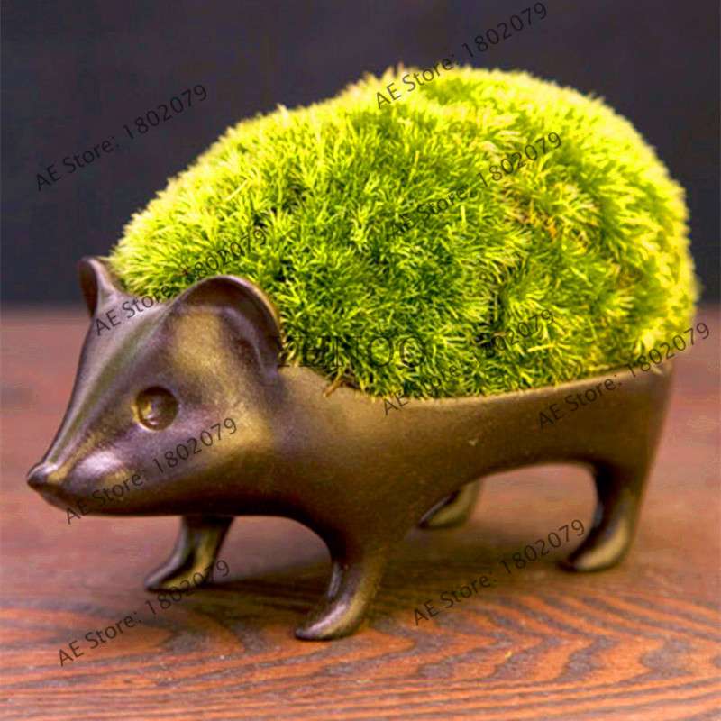 Moss Seeds for Bonsai - Sagina Subulata, Decorative Garden Grass, Ornamental Plant for Home & Outdoor Landscaping