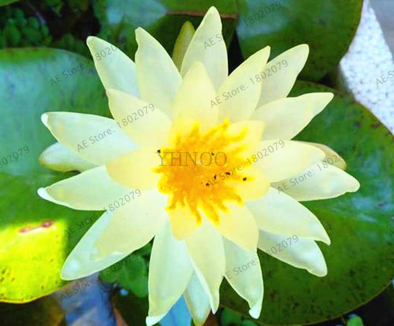 Lotus Flower Seeds - Aquatic Water Lily Plants for Home Garden Planting
