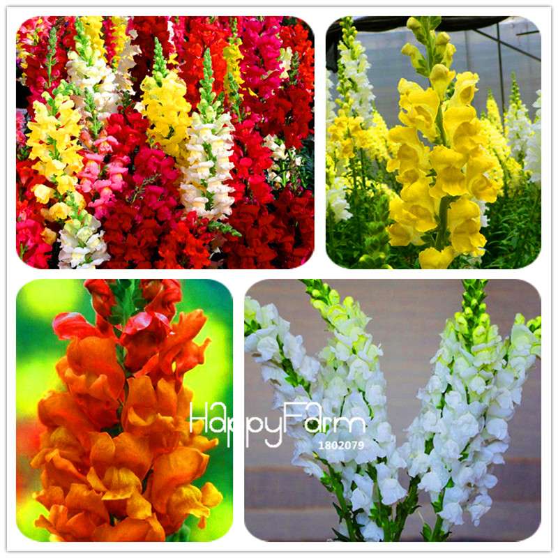 Snapdragon Seeds - Color Mix, Bonsai & Balcony Flowers, DIY Home Garden Planting - Non-GMO, Fast Growth