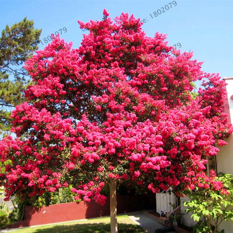 Crape Myrtle Seeds - Perennial Flowering Shrub for Home Garden, Yard & Outdoor Planting (Lagerstroemia)