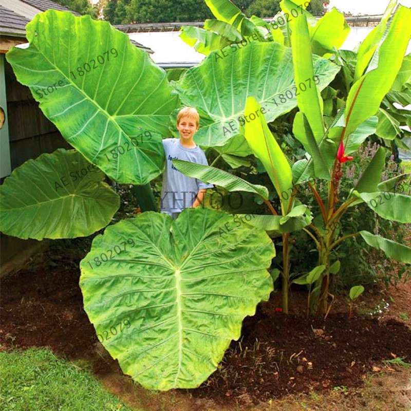 Taro Seeds - Nutrient-Rich, Easy to Grow for Delicious Home-Grown Vegetables