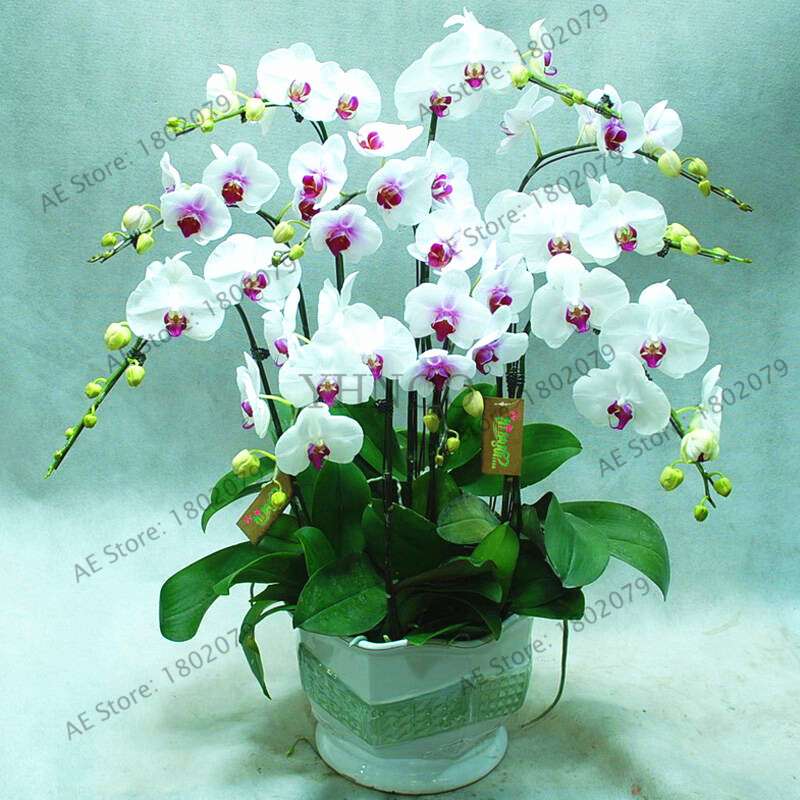 Rare Mixed Color Butterfly Orchid Seeds - Beautiful Bonsai Balcony Flowers for Garden Planting