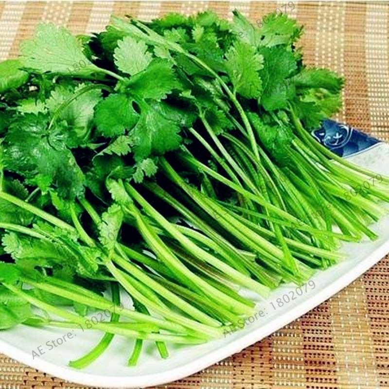 Balcony Parsley Seeds - Big Four Seasons Coriander, Home & Garden Bonsai Plants - Easy to Grow