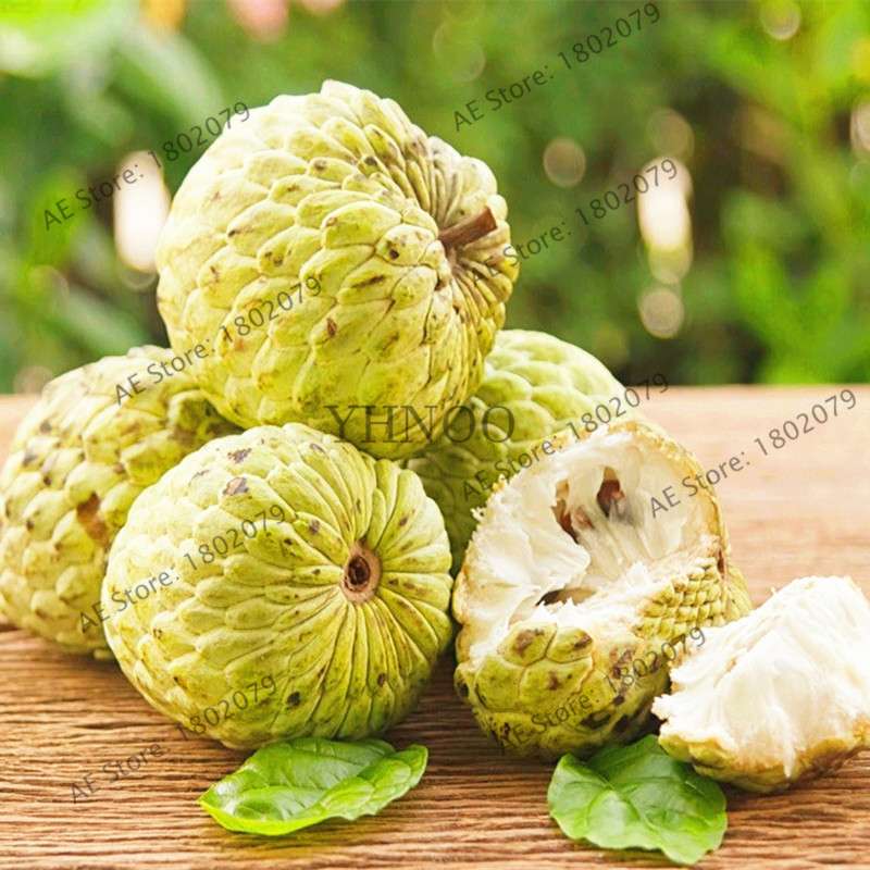 Premium Custard Apple Seeds - Sweet Tropical Annona Fruit for Home Garden