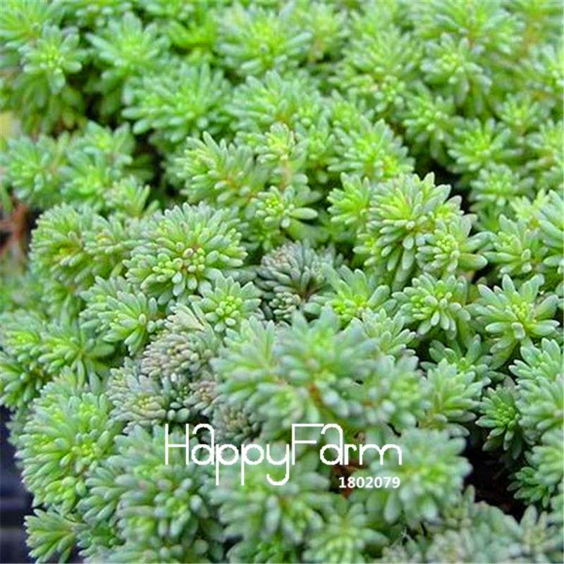 Spanish Stonecrop Succulent Seeds - Easy-Grow, Drought-Resistant Plants for Home Garden & Bonsai