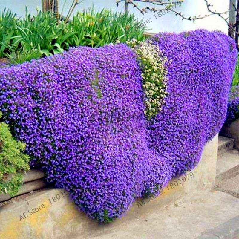 Rare Rock Cress & Creeping Thyme Seeds - Perennial Ground Cover Flowers for Home Garden | Fast-Growing Climbing Plants