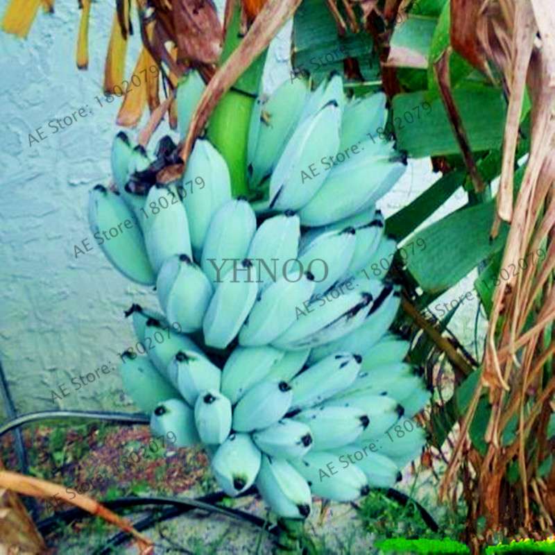 Dwarf Banana Seeds - Sweet Perennial Fruit Tree for Home & Garden Planting