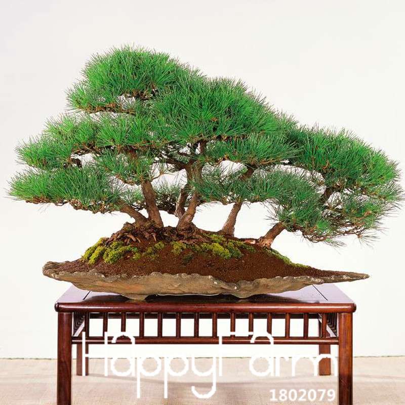 Black Pine Bonsai Seeds (Thunbergii) - Japanese Pine Tree for Planting - Indoor/Outdoor Potted Plants
