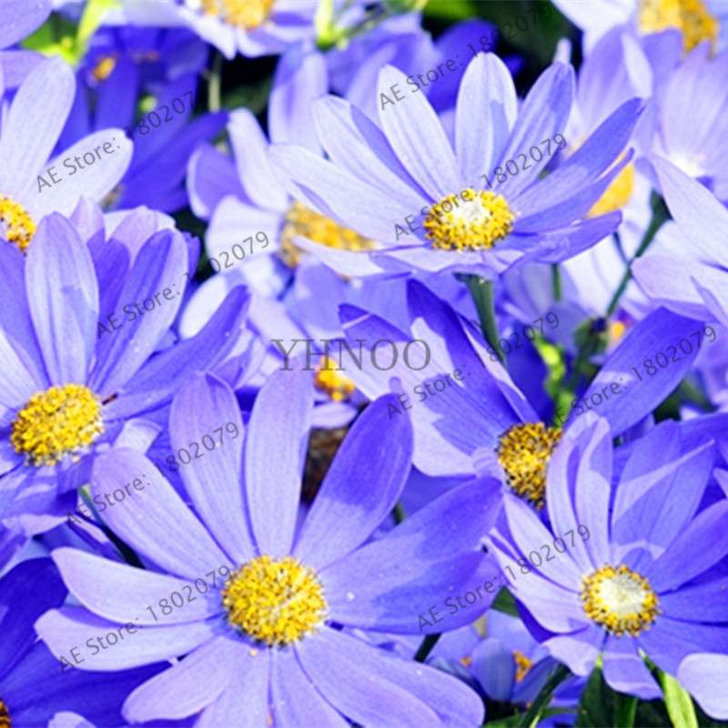 Cineraria Flower Seeds - 23 Colorful Bonsai Varieties for Home & Garden DIY Planting