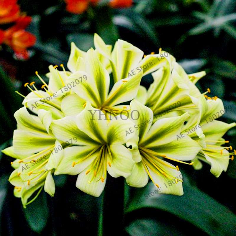 Chinese Clivia Seeds - Exotic Bonsai Flower for Home & Garden | Fast-Growing, Beautiful Blooms