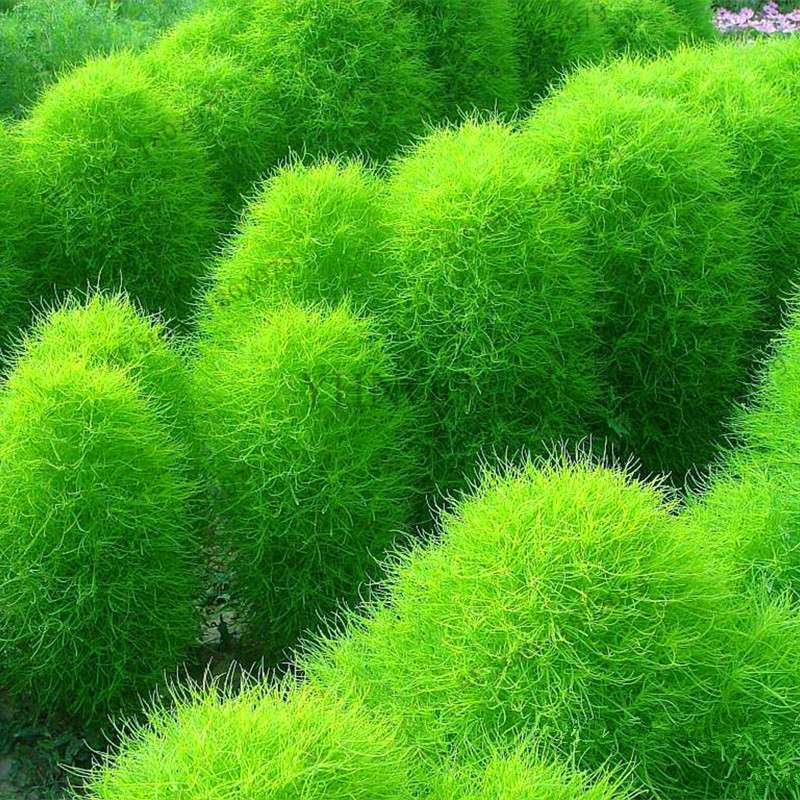Broom Sedge Seeds for Lawn, Bonsai & DIY Garden - Home & Flowerpot Planting Decor