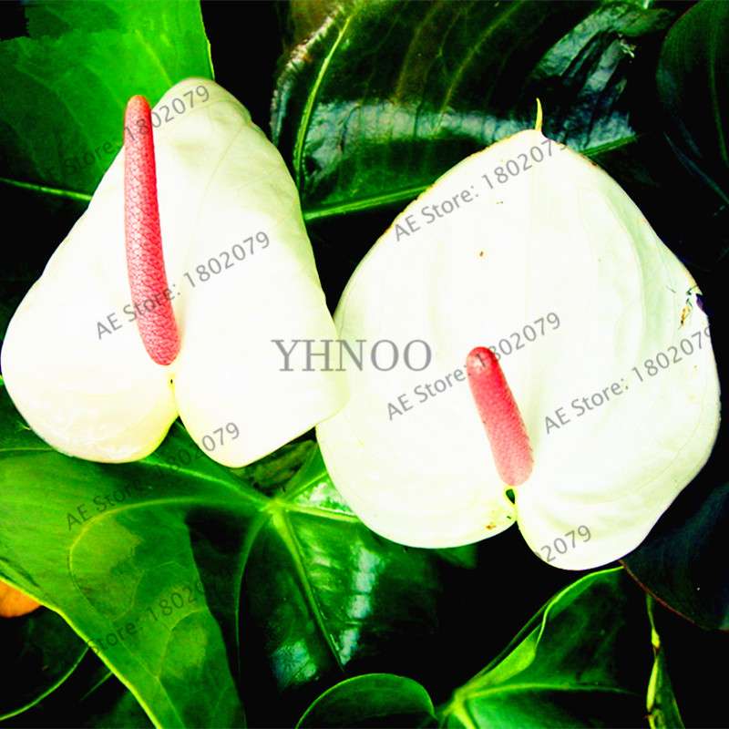 Anthurium Seeds - Colorful Bonsai Flower Seeds for Home Garden, Balcony DIY Planting (Andraeanum)