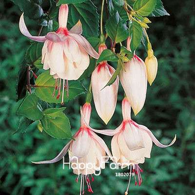 White Fuchsia Flower Seeds - Vibrant Hanging Potted Plants for Home & Garden | Fast-Growing