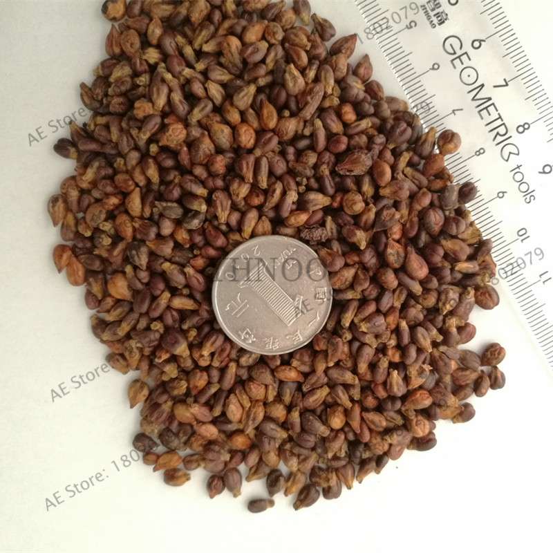 Seedless Black Grape Seeds - Natural Kyoho Fruit Plants for Home Gardening, High Yield