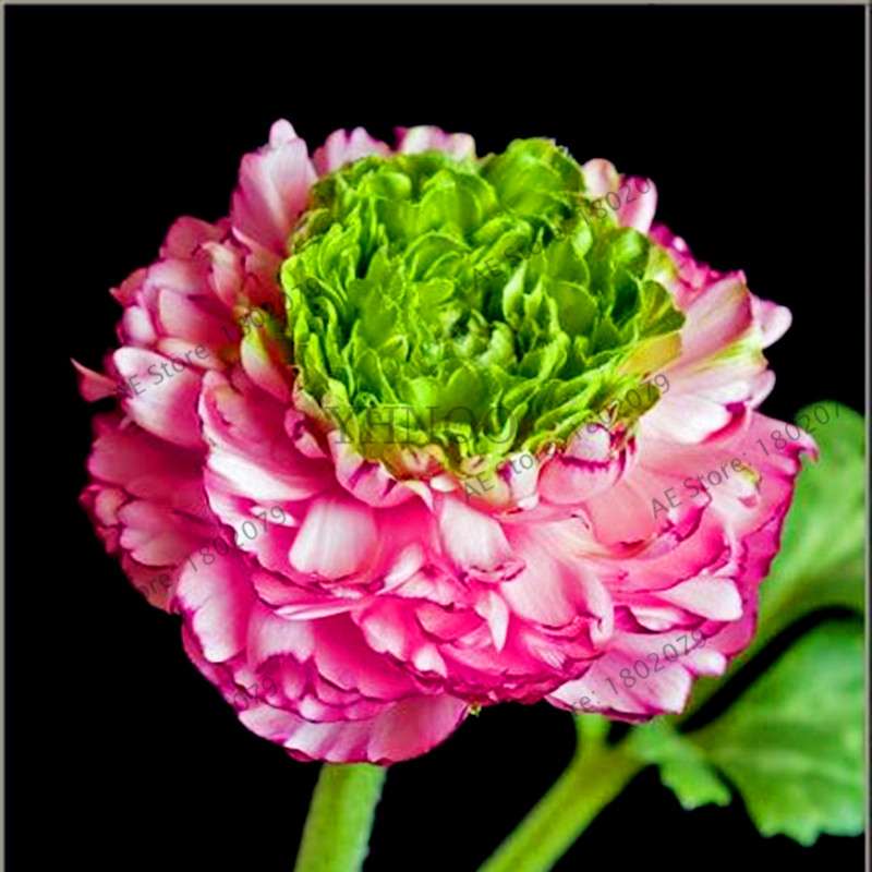 Ranunculus Asiaticus Seeds - Perennial Bonsai Flowers for Home & Garden, Easy to Grow