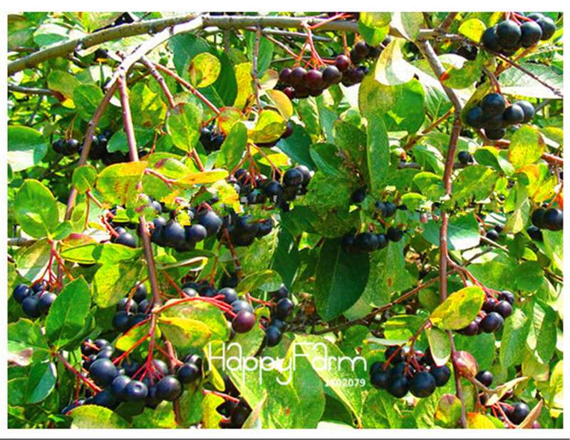 Aronia Viking Fruit & Veggie Seeds - DIY Home Garden, Bonsai Planting Kit | Non-GMO, Easy Grow