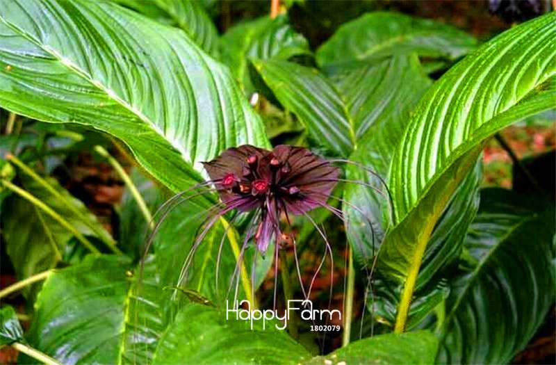 Rare Tacca Integrifolia Seeds - Easy to Grow, Exotic Flower Seeds for Home Garden
