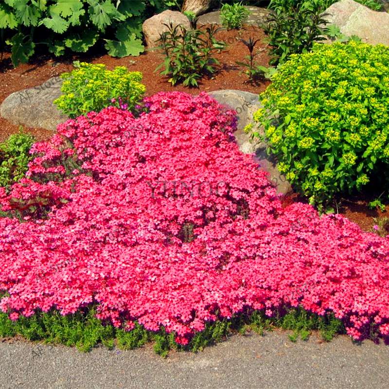 Rare Rock Cress & Creeping Thyme Seeds - Perennial Ground Cover Flowers for Home Garden | Fast-Growing Climbing Plants