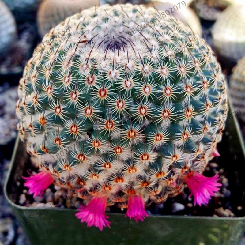 Premium Cactus & Succulent Seeds Mix - High Germination for Home & Garden Planting