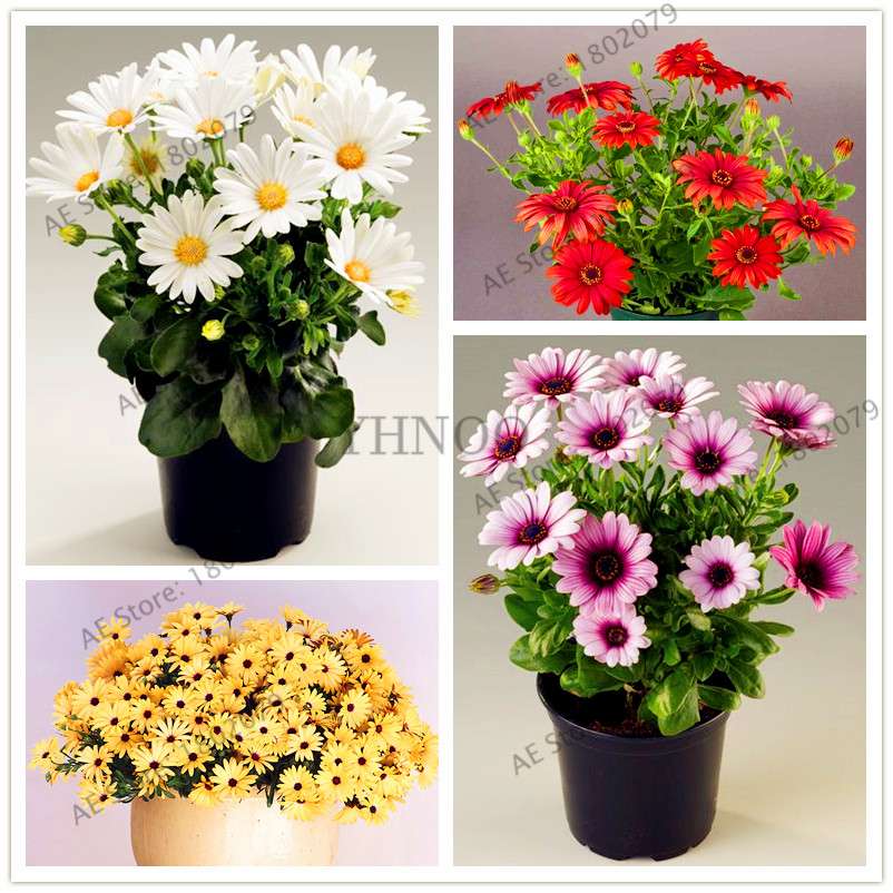 African Blue Eyed Daisy Seeds - Osteospermum Bonsai Flower Seeds for Home Garden & Potted Plants