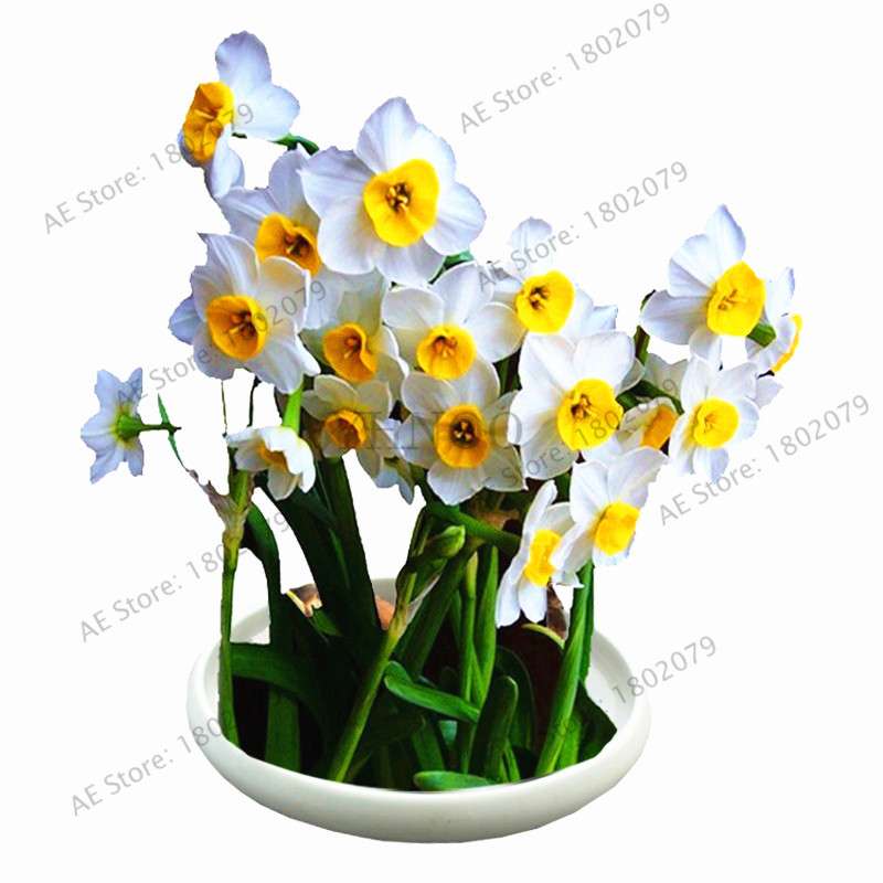Double Petal Daffodil Bonsai Seeds - Aquatic Plant Seeds for Home Garden Planting