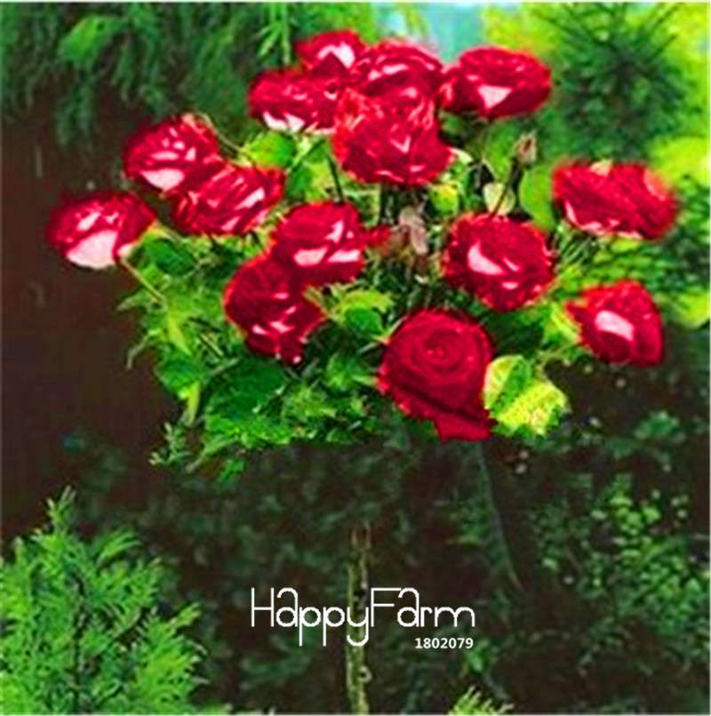 Rare Rosa Chinensis Seeds - Fresh Dendroidal Rose Tree Seeds for Planting, Exotic Flower Garden