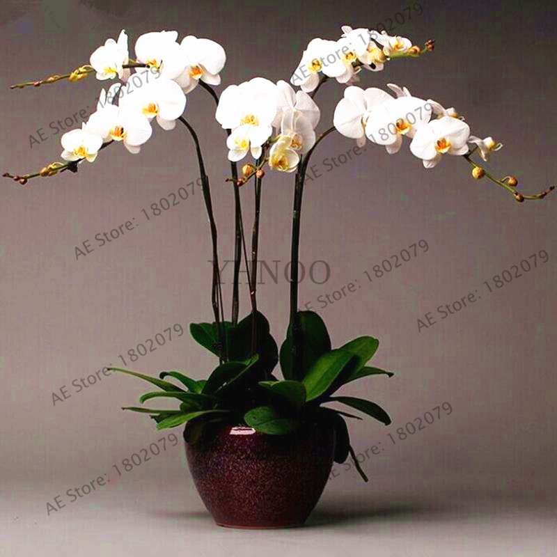 Rare Mixed Color Butterfly Orchid Seeds - Beautiful Bonsai Balcony Flowers for Garden Planting