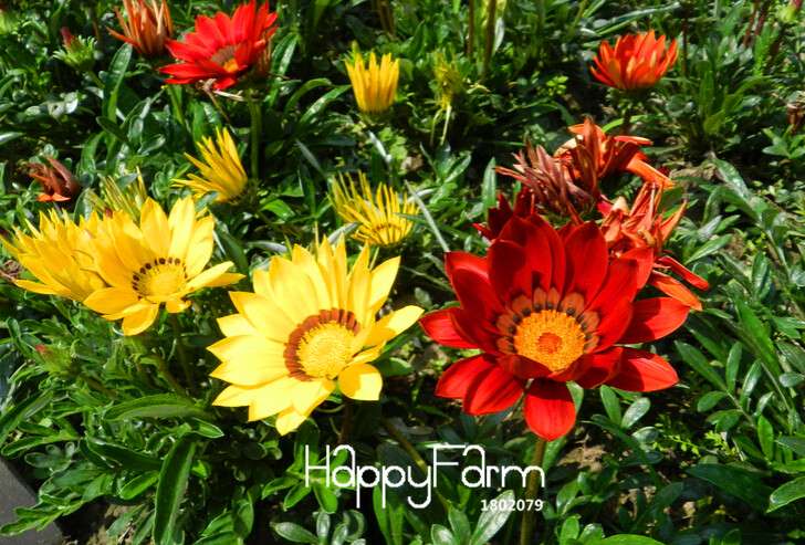 Vibrant Gazania Flower Seeds - Multicolor Mix for Stunning Blooms | Easy to Grow